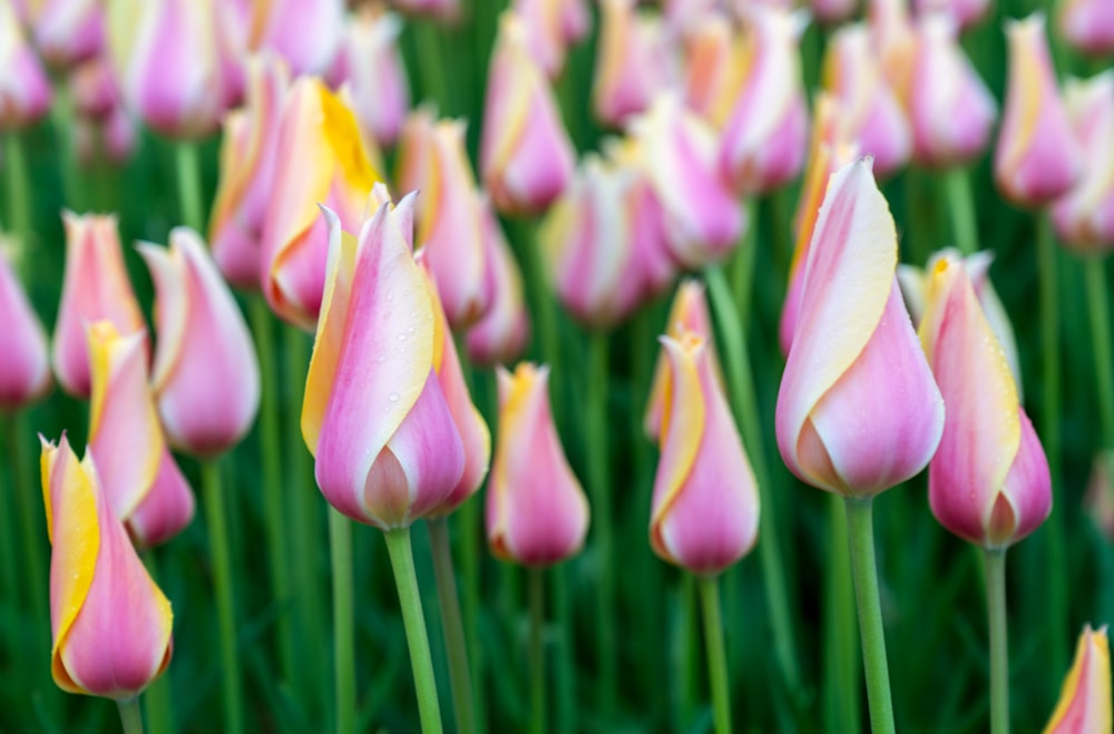 purple-white-and-yellow tulips