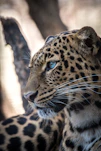 brown and black leopard