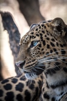 brown and black leopard