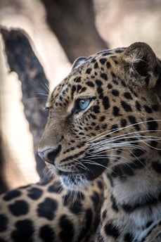 brown and black leopard