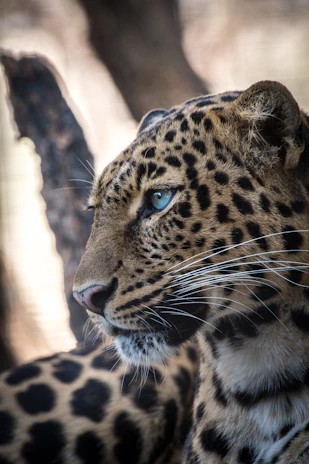 brown and black leopard