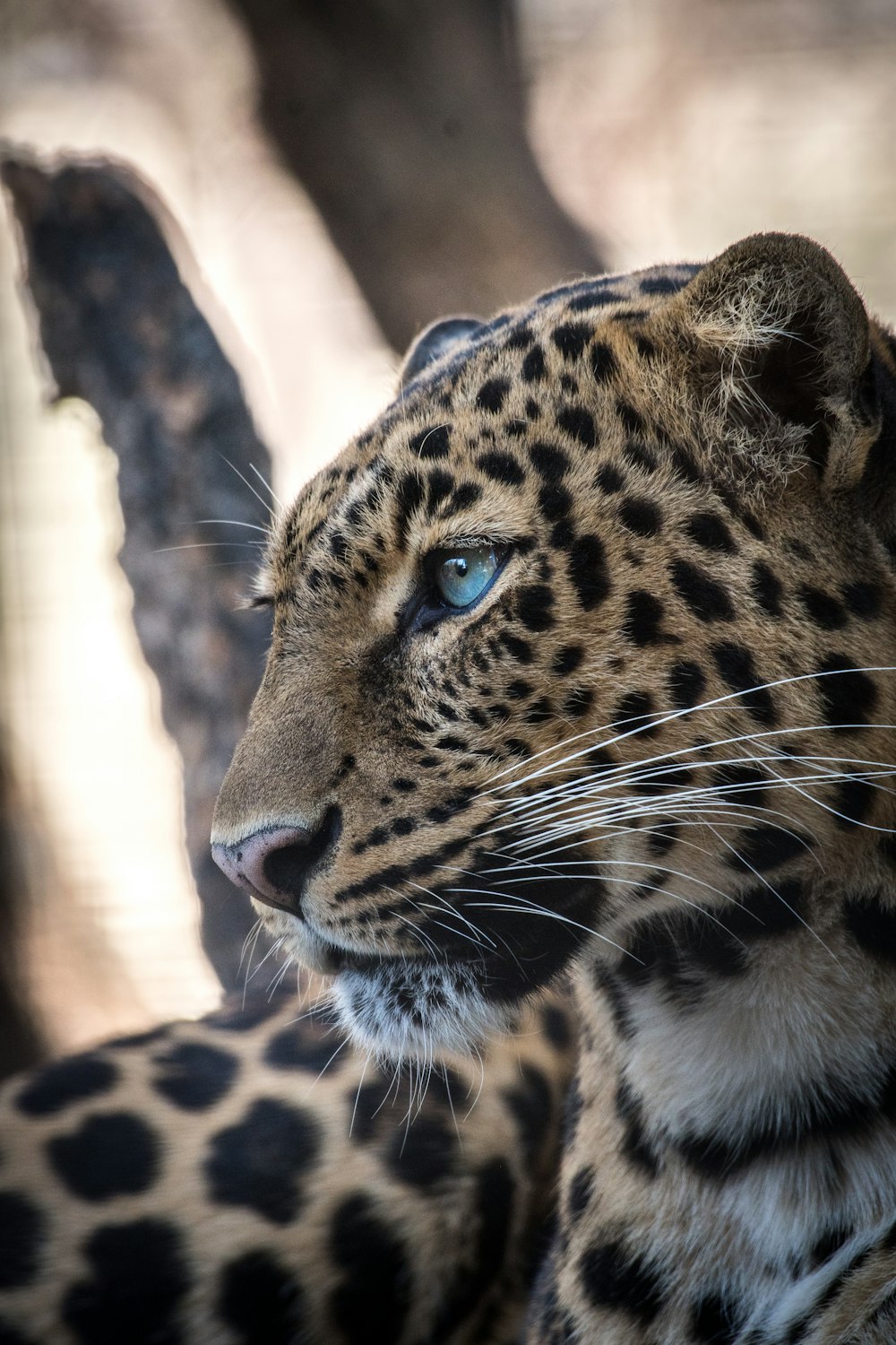 brauner und schwarzer Leopard