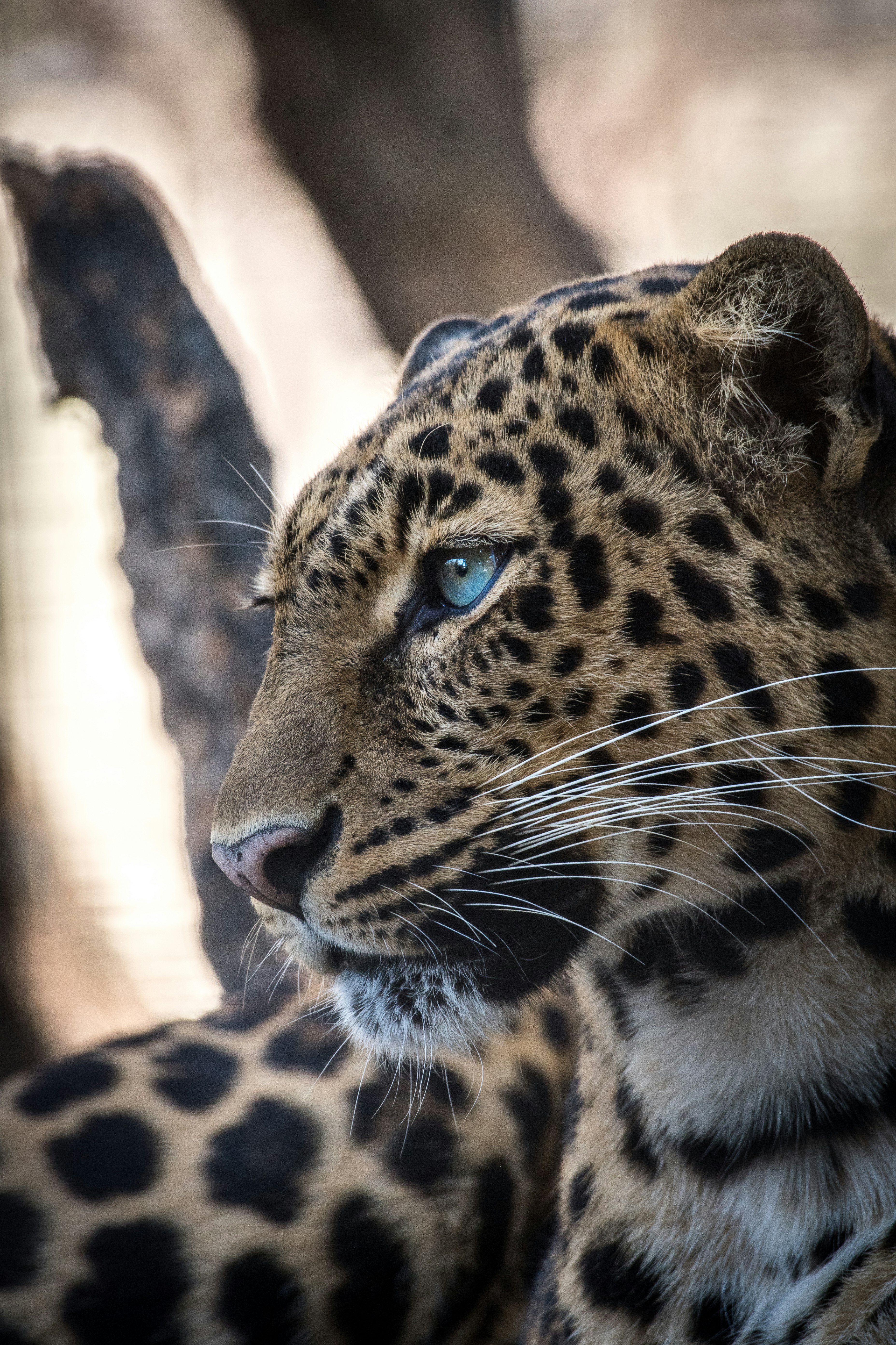 Photo de chat léopard du Bengale par Uriel Soberanes