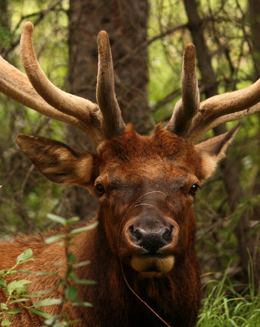adult moose at the forest
