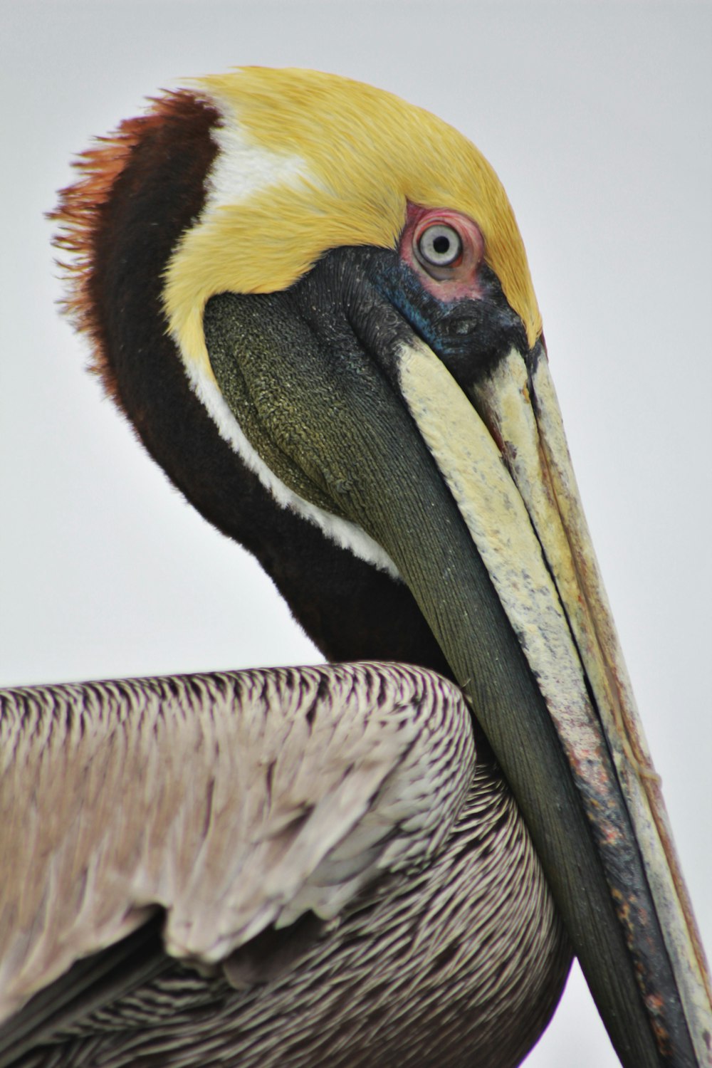 yellow, black, and white toucan