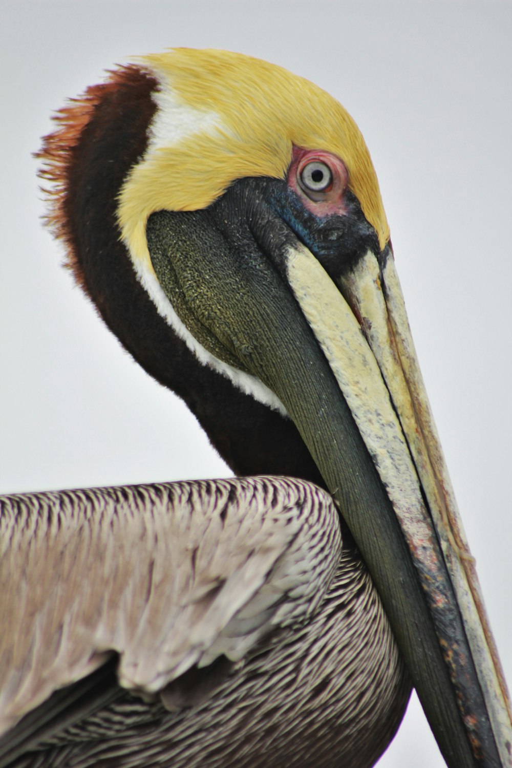 Toucan jaune, noir et blanc