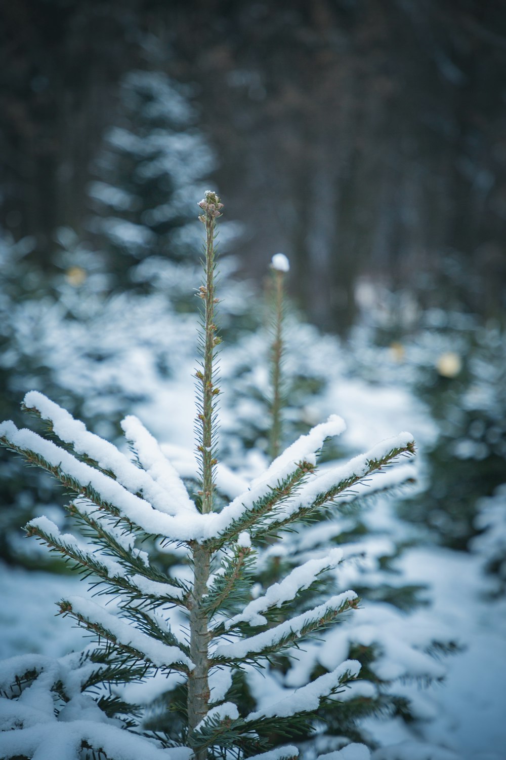 snow covered pine trees during daytim