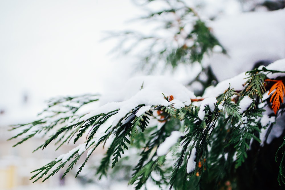 selective focus photography of snow on pine trees during daytime
