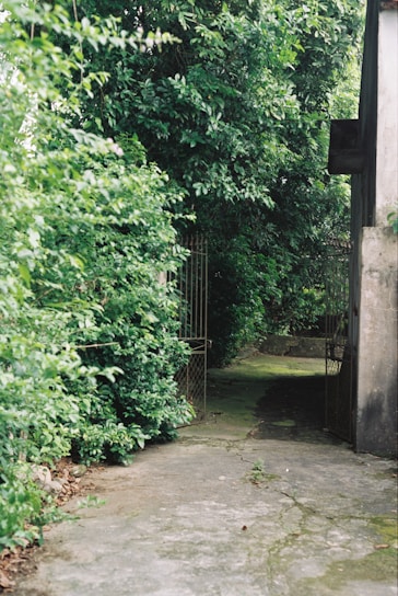 Pathway leading to a secluded cottage nestled in greenery