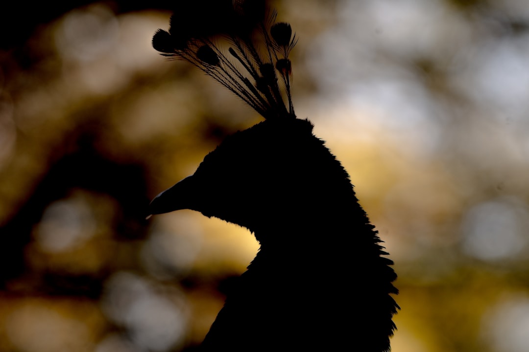 silhouette photography of peacock
