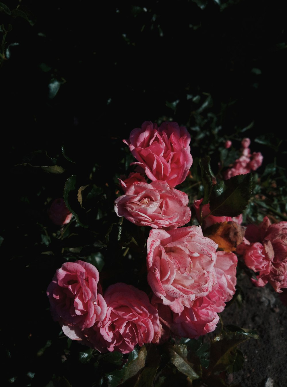 pink-petaled flowers