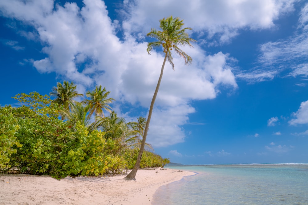 green palm tree on shore during daytime