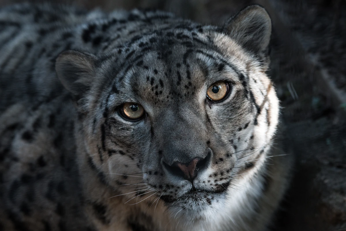 Schneeleopard