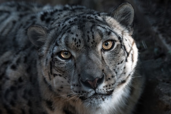 My Snow Leopard Year - 2022 Goals