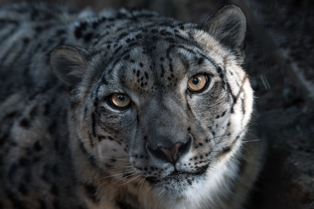 close-up photography of Tiger