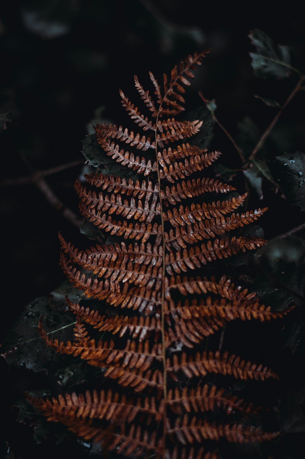 leafed plant at night