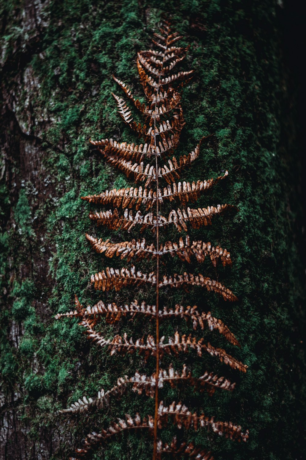 brown fern leaves