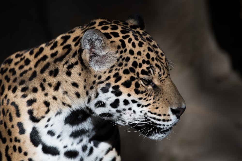 Low-Light-Fotografie von Leoparden
