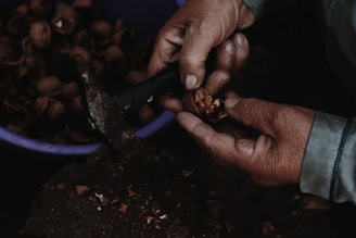 Hands are seen cracking open a walnut using a metal tool. The focus is on the hands, which reveal signs of labor and age, holding the nut over a rough surface littered with broken shell pieces. A collection of walnut shells is visible in a container nearby, creating a rustic and earthy atmosphere.