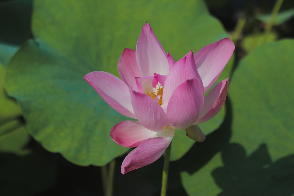 pink-petaled flowers