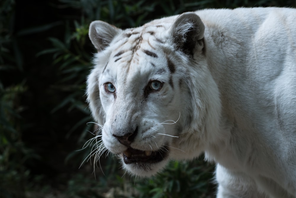 white tiger