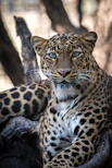 Cape Leopard relaxing in the shade at Reubens Choice Bioreserve Karoo.
