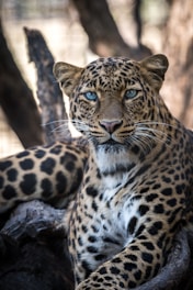 Tiger animal