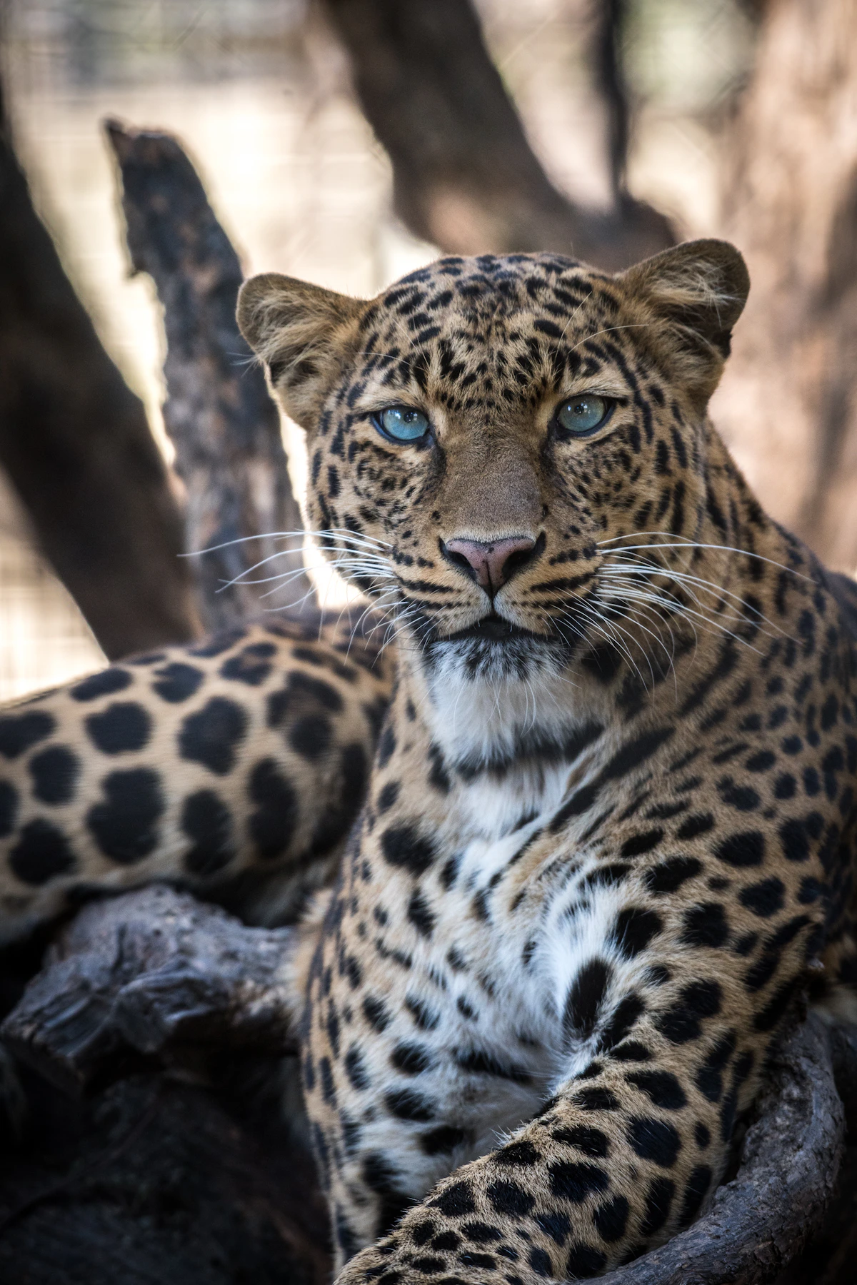 Leopard resting on the branch of a tree