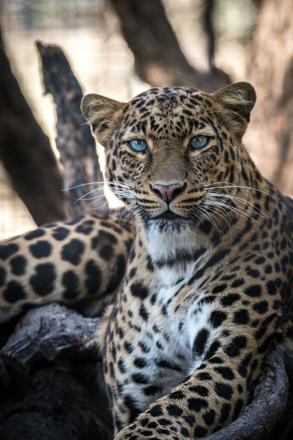 black jaguar habitat
