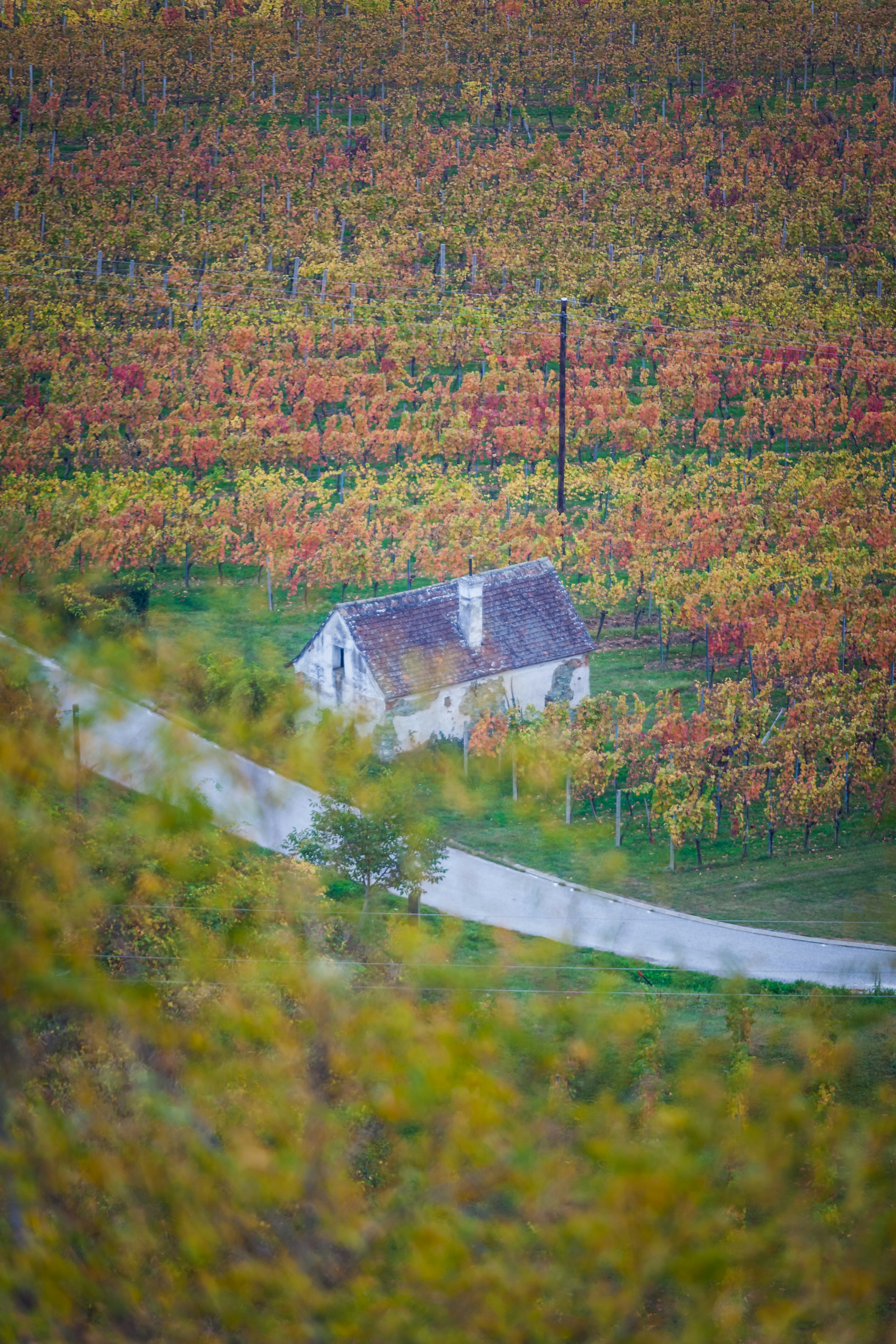 A small house with a tiled roof is surrounded by lush, colorful vineyards displaying hues of green, yellow, and orange. A winding paved path leads to the house, and the landscape extends into the distance with rows of autumn-hued vines.