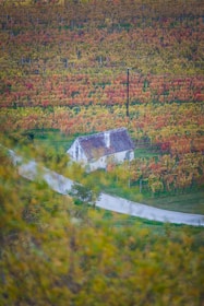 A small house with a tiled roof is surrounded by lush, colorful vineyards displaying hues of green, yellow, and orange. A winding paved path leads to the house, and the landscape extends into the distance with rows of autumn-hued vines.