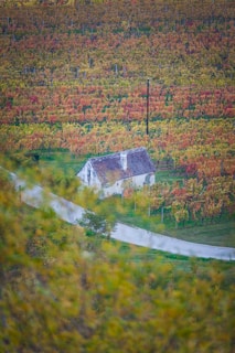 A small house with a tiled roof is surrounded by lush, colorful vineyards displaying hues of green, yellow, and orange. A winding paved path leads to the house, and the landscape extends into the distance with rows of autumn-hued vines.