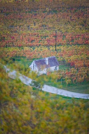 A small house with a tiled roof is surrounded by lush, colorful vineyards displaying hues of green, yellow, and orange. A winding paved path leads to the house, and the landscape extends into the distance with rows of autumn-hued vines.
