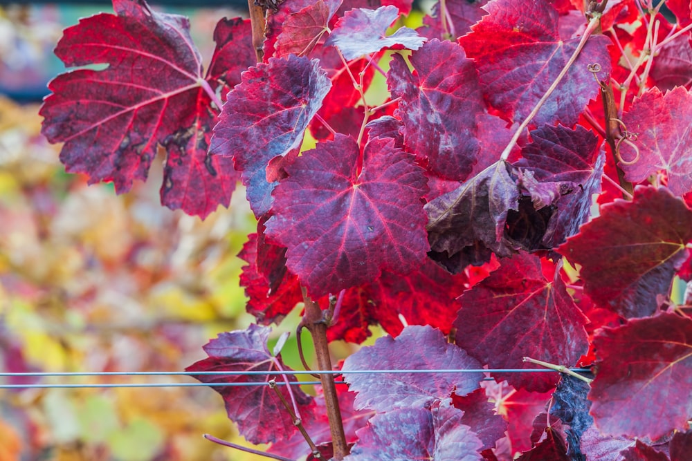 closeup photography of maroon leaves