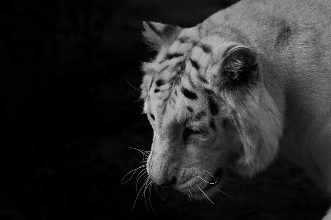 greyscale photo of tiger,