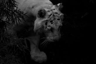 A Bengal tiger stealthily moving through tall grass at dawn.