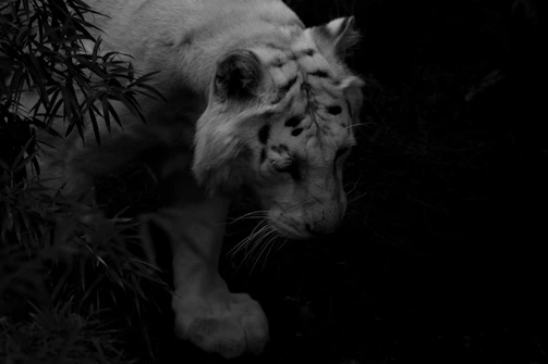 A Bengal tiger stealthily moving through tall grass at dawn.