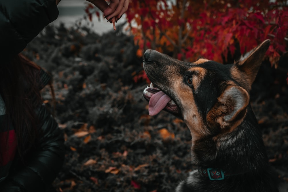 adult black and tan German shepherd