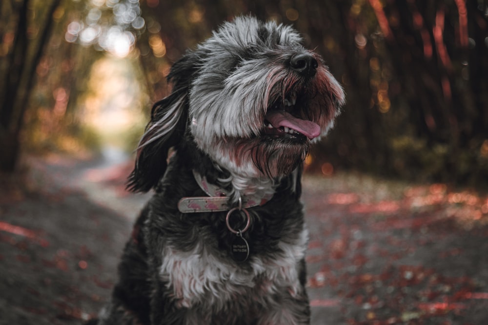 white and black coated dog