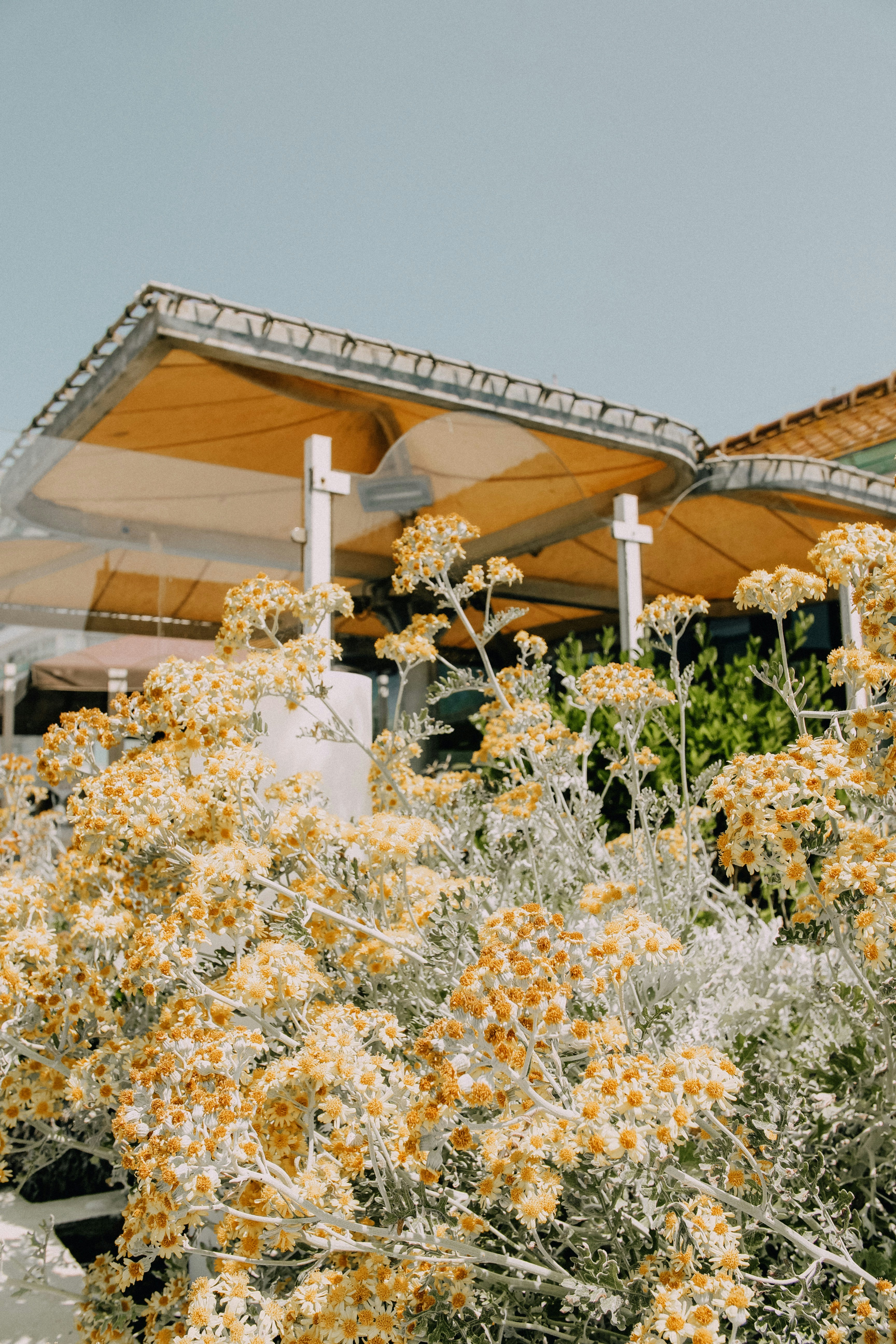 yellow flowers field near house