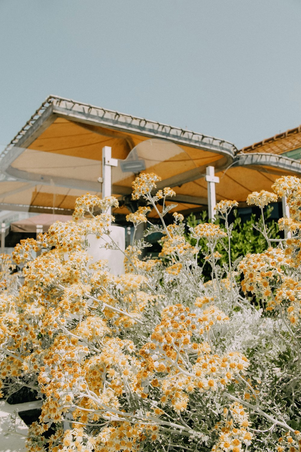 yellow flowers field near house