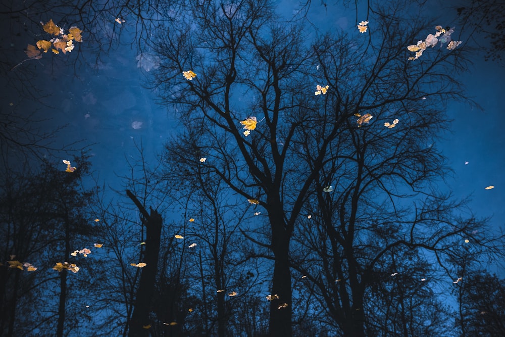 bare trees at night