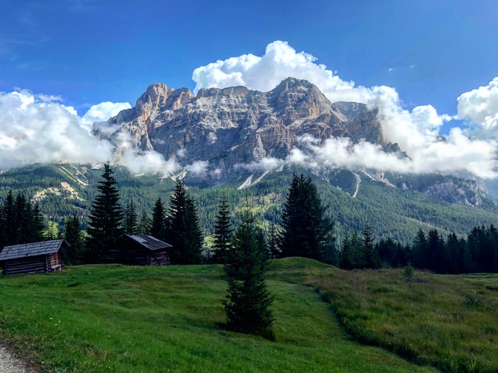 montagne e alberi