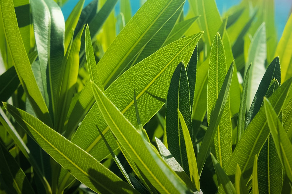 green sword leaf during daytime