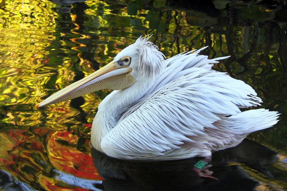 white long-beaked bird on body of water