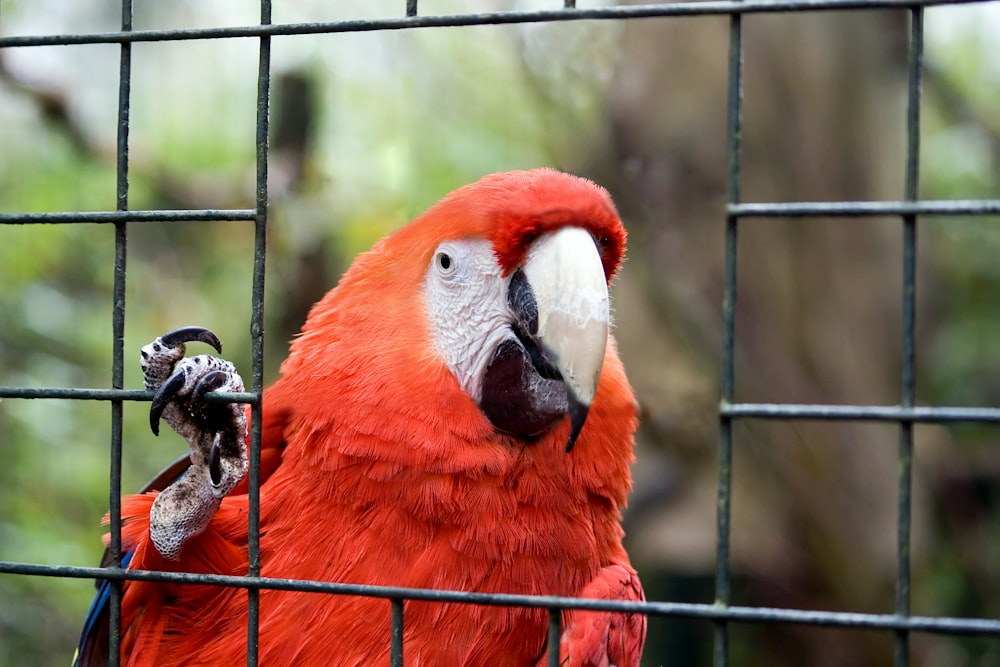 Scarlet Macaw on grey chain link fence