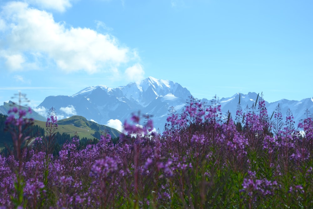 fleurs aux pétales violets