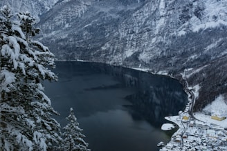 icy cover mountain and pine tree scenery