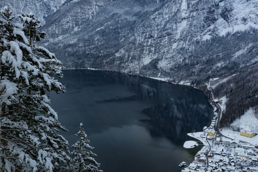 icy cover mountain and pine tree scenery