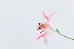 white and pink petal flower